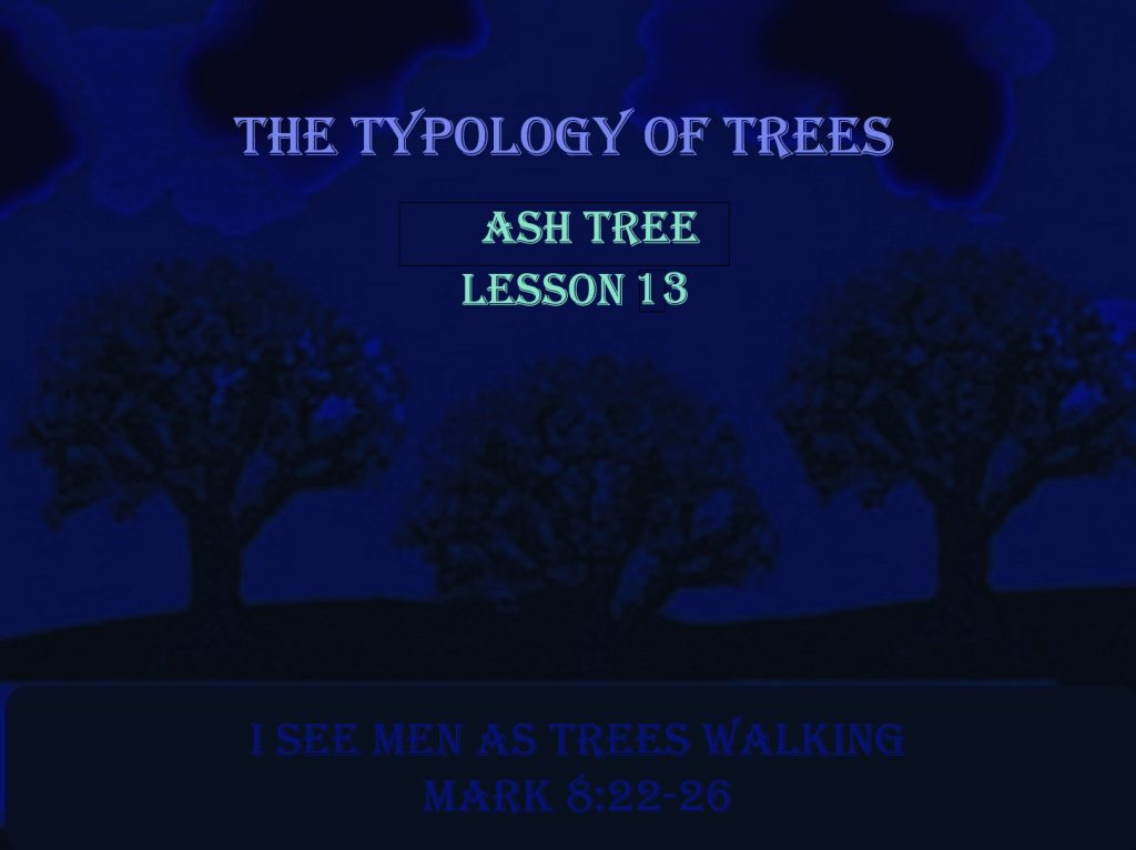 I See Men as Trees Walking - Ash Tree