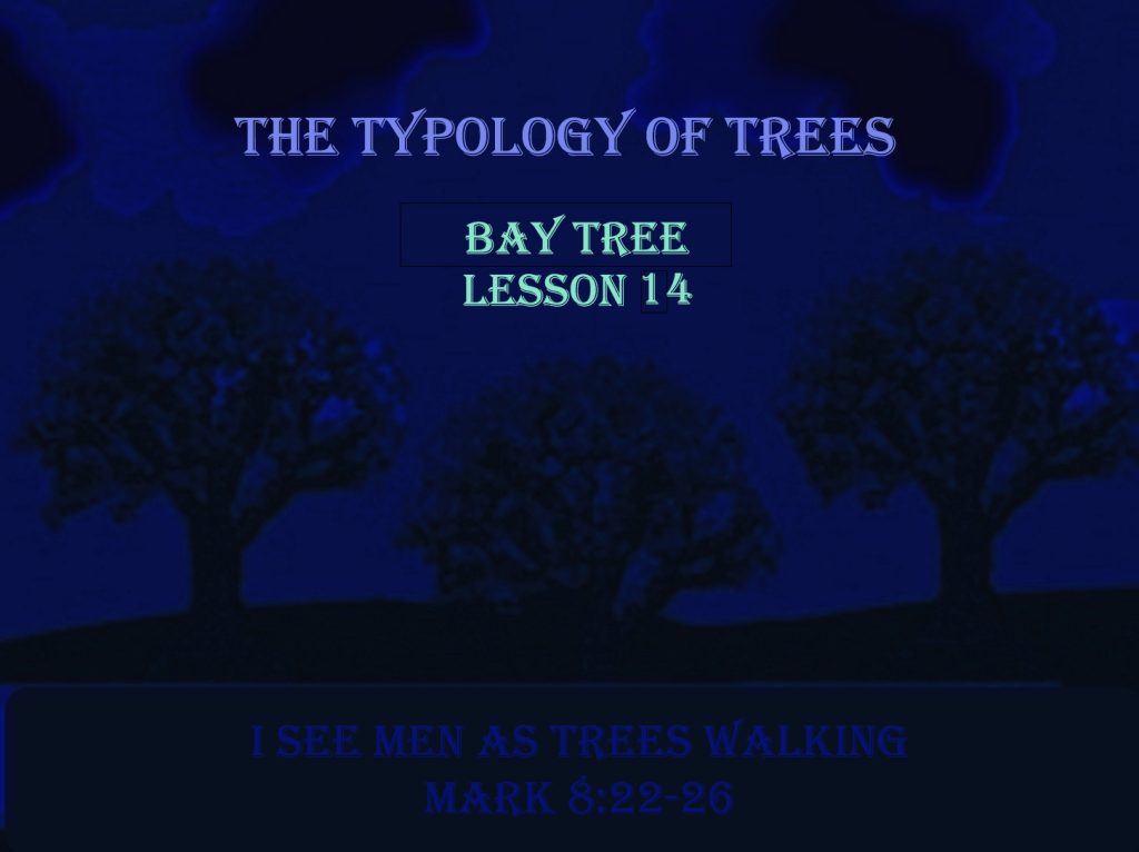 The Typology of Trees - Bay Tree (14)