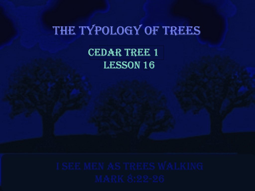 TREES - I See Men as Trees Walking - Cedar Tree 1 (16)